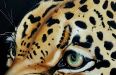 Leopardo cm 65x95 oil on canvas