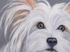 Cagnolino cm 18x18 oil on board