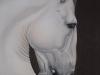 Cavallo Bianco cm 70x90 oil on canvas