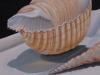 Shells cm 23x41 oil on board